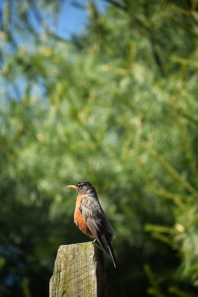 Brown black bird shallow focus photography
